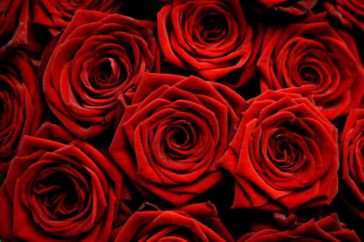 الورد بزحمه الشوك red-roses-photo1.jpg